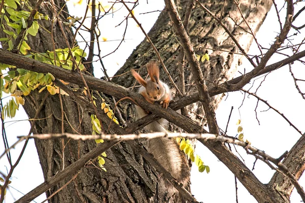 Ein Niedliches Eichhörnchen Grauen Fell Mit Roten Ohren Klettert Winter — Stockfoto