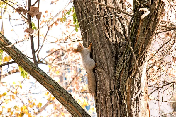 Cute Squirrel Gray Fur Red Ears Climbs Tree Forest Winter — Stockfoto