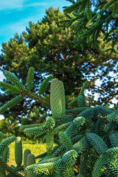 斯洛伐克Nitra市植物园新鲜冷杉圆锥和枝条的细节 — 图库照片