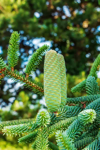 Detail Čerstvých Jedlových Šišek Větví Botanické Zahradě Města Nitra Slovensku — Stock fotografie