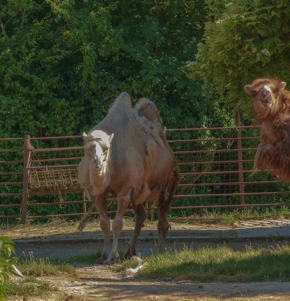 Shedding Two Humped Camel Zoo Bojnice Slovakia — Foto de Stock