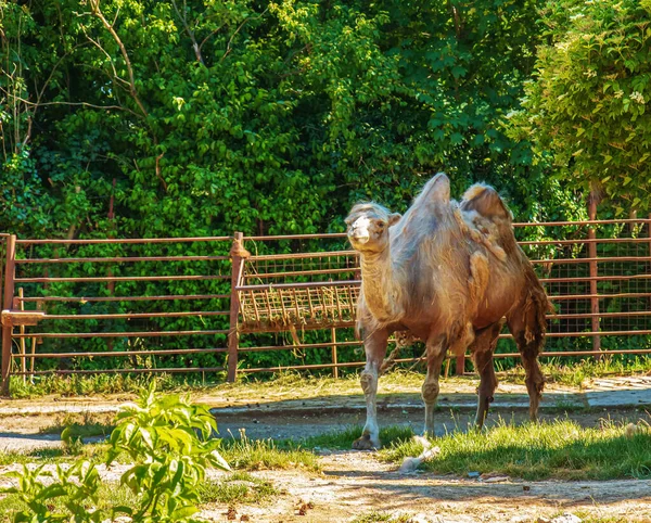 Shedding Two Humped Camel Zoo Bojnice Slovakia — Foto de Stock