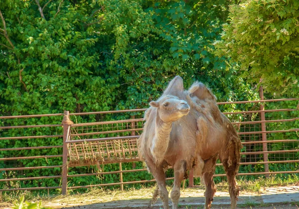 Κουνιέται Μια Καμήλα Δύο Καμήλες Ζωολογικός Κήπος Στο Bojnice Σλοβακία — Φωτογραφία Αρχείου