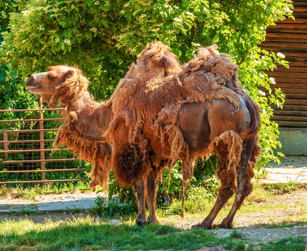 Сбрасывание Двугорбого Верблюда Зоопарк Бойнице — стоковое фото
