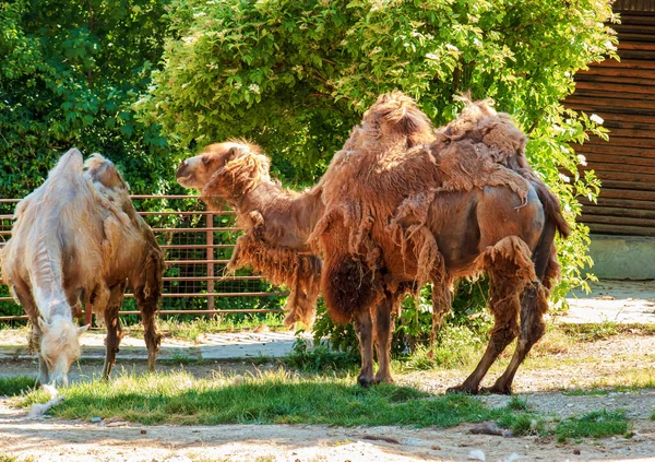 Κουνιέται Μια Καμήλα Δύο Καμήλες Ζωολογικός Κήπος Στο Bojnice Σλοβακία — Φωτογραφία Αρχείου