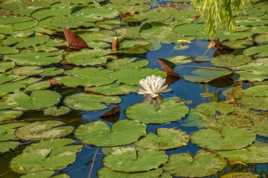 Göletin yüzeyinde çiçek açan beyaz zambaklar ve nilüferler.