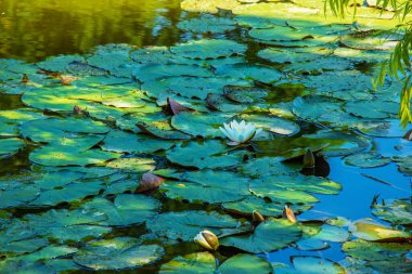 Blooming white lilies and lotuses on the surface of the pond.