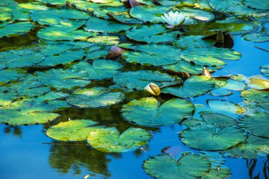 Göletin yüzeyinde çiçek açan beyaz zambaklar ve nilüferler.