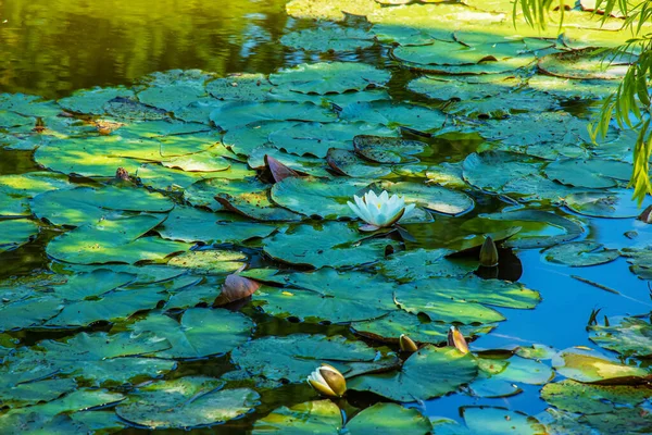 Blooming White Lilies Lotuses Surface Pond — Stock Photo, Image