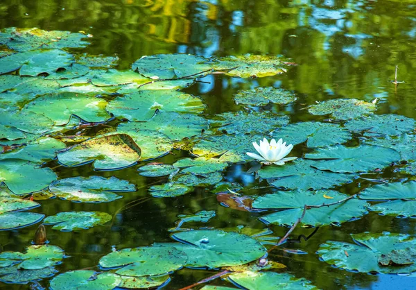Blühende Weiße Lilien Und Lotusblüten Auf Der Teichoberfläche — Stockfoto