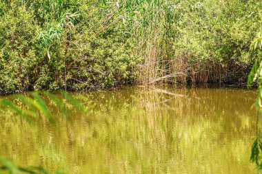 Reflection of reeds and trees in the water in a pond overgrown with plants.