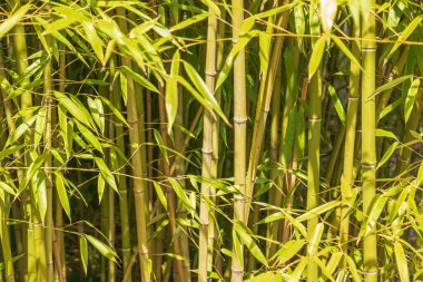 Yağmur ormanlarındaki bambu ağacı manzarası. Yeşil ağaç gövdeleri ve bambu yapraklarının arka planı.