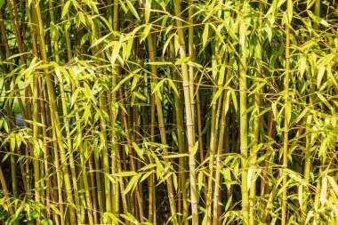 Yağmur ormanlarındaki bambu ağacı manzarası. Yeşil ağaç gövdeleri ve bambu yapraklarının arka planı.