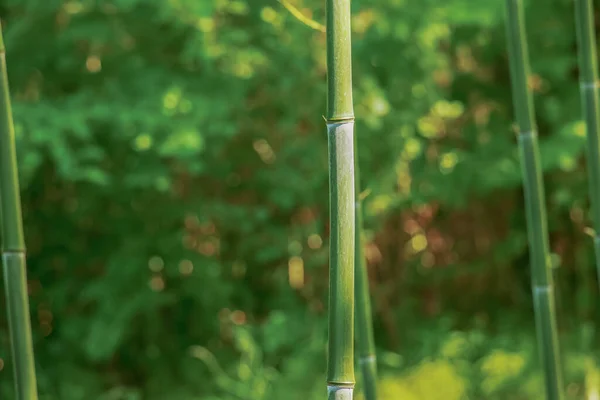 Close Colorful Green Bamboo Grove Selective Focus — Stock Photo, Image