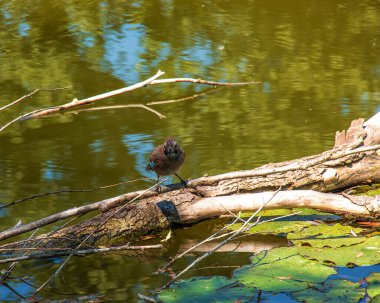 Göletteki bir kütükte oturan Mavi alakarga. Slovakya 'nın Nitra kentindeki Botanik Bahçesi.