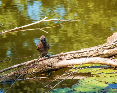 Göletteki bir kütükte oturan Mavi alakarga. Slovakya 'nın Nitra kentindeki Botanik Bahçesi.