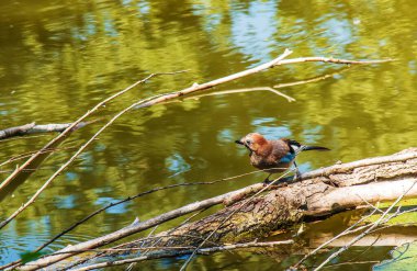 Göletteki bir kütükte oturan Mavi alakarga. Slovakya 'nın Nitra kentindeki Botanik Bahçesi.