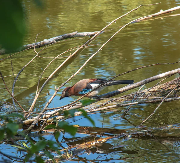 Blue Jay Sitting Log Pond Botanical Garden City Nitra Slovakia — Stockfoto