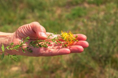 Vahşi bir çayırda yetişen şifalı bitkiler. Eczacının elinde sarı çiçekli St. John otları. Doğal bitkisel ilaçlar, ekoloji, yaz mevsimi.