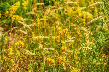 Hypericum perforatum, Hypericaceae familyasından Hypericaceae familyasından bir bitki türü..