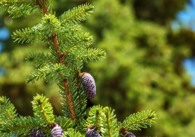 Picea Mariana 'nın iğneleri ve konileri, siyah ladin..