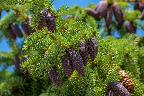 Needles Cones Picea Mariana Black Spruce — 图库照片