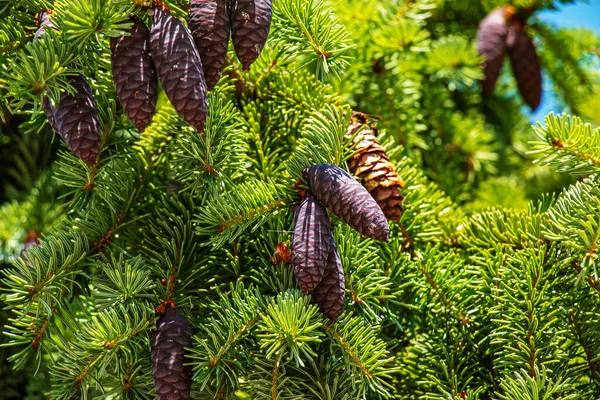 Jehly Kužely Picea Mariana Černý Smrk — Stock fotografie