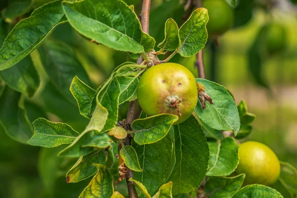 Green Unripe Apples Branch Leaves Spring Sun — Foto de Stock