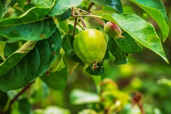 Las Manzanas Verdes Inmaduras Sobre Rama Entre Las Hojas Bajo — Foto de Stock