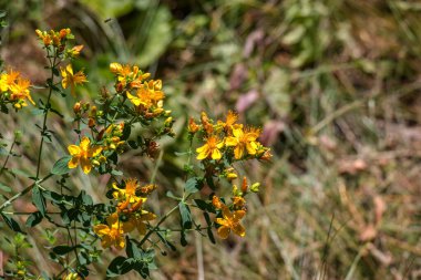 Vahşi bir çayırda yetişen şifalı bitkiler. Eczacının elinde sarı çiçekli St. John otları. Doğal bitkisel ilaçlar, ekoloji, yaz mevsimi.