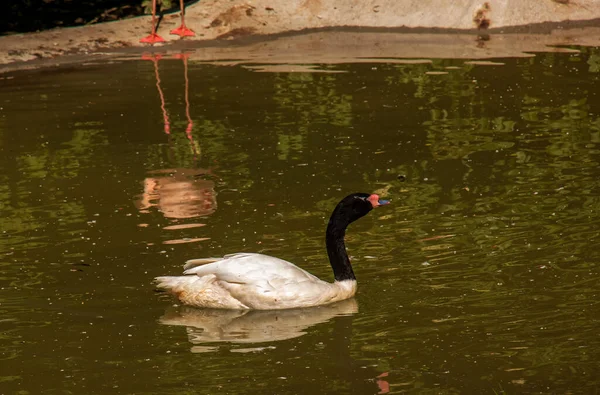 Elegante Cisne Blanco Con Cuello Negro Nada Estanque Bojnice Eslovaquia — Foto de Stock