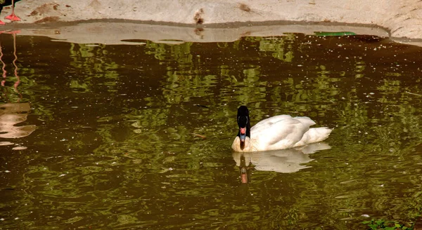 Graceful White Swan Black Neck Swims Pond Bojnice Slovakia — Photo