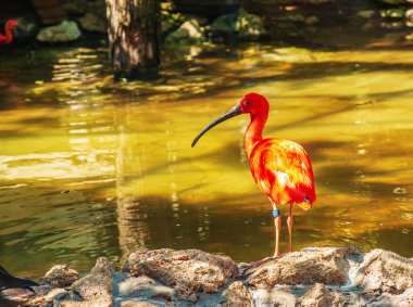 Kırmızı aynaklar, Eudocimus ruber suda. Slovakya 'daki Bojnice Hayvanat Bahçesi' nde yansıması var..