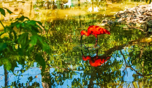 Red Ibis Eudocimus Ruber Water Reflection Bojnice Zoo Slovakia — Stock Photo, Image