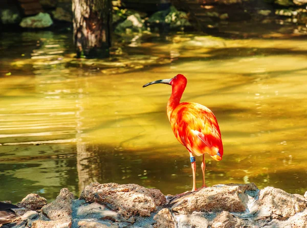 Ibis Rouge Eudocimus Ruber Dans Eau Avec Réflexion Zoo Bojnice — Photo