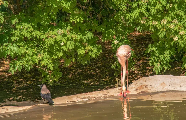 Beautiful Pink Flamingo Flock Pink Flamingos Pond Flamingos Species Wading — Stockfoto