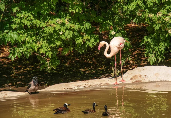 Beautiful Pink Flamingo Flock Pink Flamingos Pond Flamingos Species Wading — ストック写真