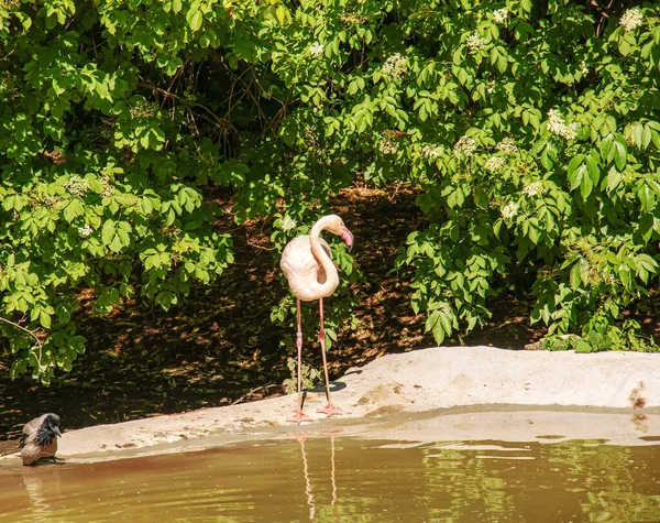 Beautiful Pink Flamingo Flock Pink Flamingos Pond Flamingos Species Wading — Zdjęcie stockowe