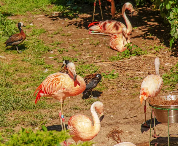 Beautiful Pink Flamingo Flock Pink Flamingos Pond Flamingos Species Wading — Stockfoto