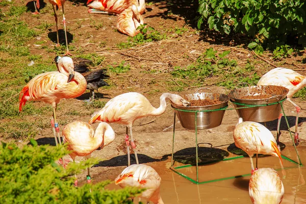 Güzel Pembe Flamingo Gölette Pembe Flamingo Sürüsü Flamingolar Phoenicopterus Familyasından — Stok fotoğraf