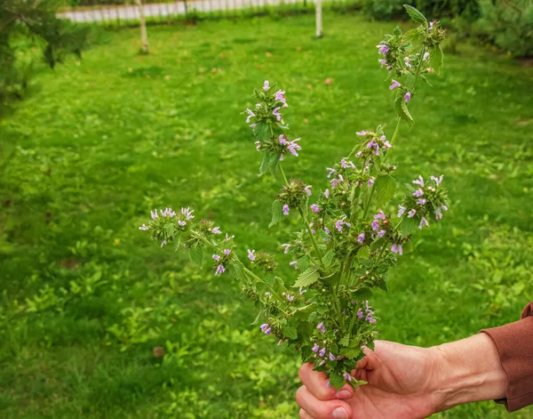 Woman Holds Medicinal Plant Motherwort Her Hand Concept Traditional Medicine — Stock fotografie