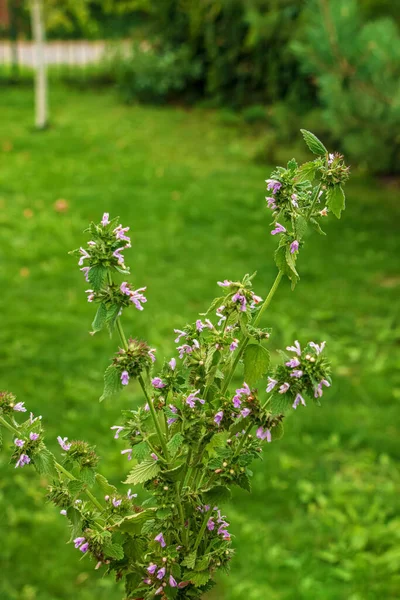 Medicinal Plants Herbs Motherwort Blooming Leonurus Cardiaca Motherwort Nature Selective — Stock Photo, Image
