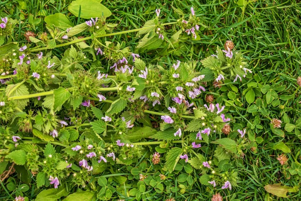 Medicinal Plants Herbs Motherwort Blooming Leonurus Cardiaca Motherwort Nature Selective — Stock fotografie