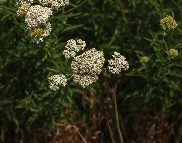 Achillea Millefolium Commonly Known Common Yarrow Flowering Plant Family Asteraceae — Photo