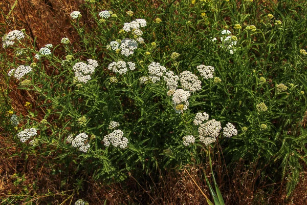 Achillea Millefolium Commonly Known Common Yarrow Flowering Plant Family Asteraceae — Stock Photo, Image