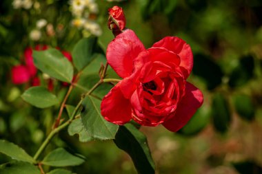 Yeşil arka planda kırmızı gül. Bahçede çiçek açmış narin bir gül. Bahçedeki kırmızı gül. Bahçe konsepti Kartpostal, selamlar. Güzel Gül