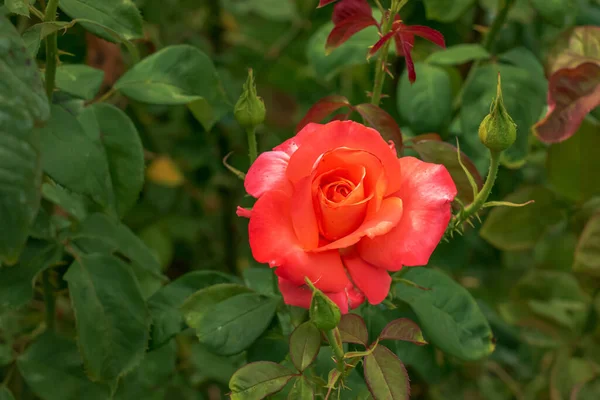 Zbliżenie Czerwona Róża Zielonym Tle Delikatna Róża Pełnym Rozkwicie Ogrodzie — Zdjęcie stockowe