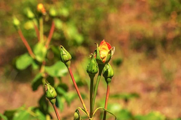 Green Bud Pink Rose Flower Close Natural Background Floral Background — Stock Fotó