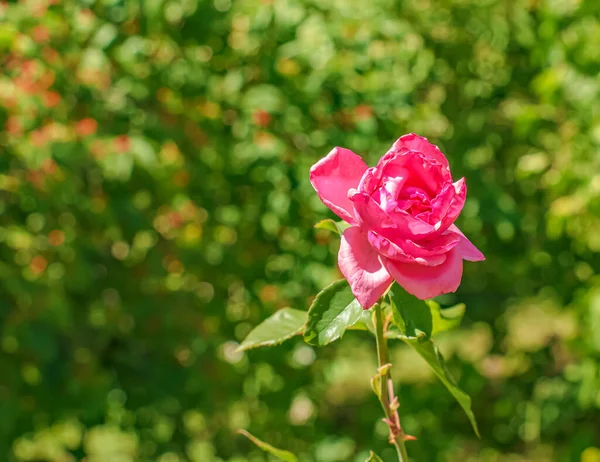 Zbliżenie Czerwona Róża Zielonym Tle Delikatna Róża Pełnym Rozkwicie Ogrodzie — Zdjęcie stockowe