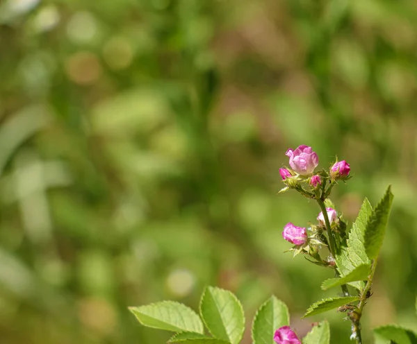 Green Bud Pink Rose Flower Close Natural Background Floral Background — Stock fotografie